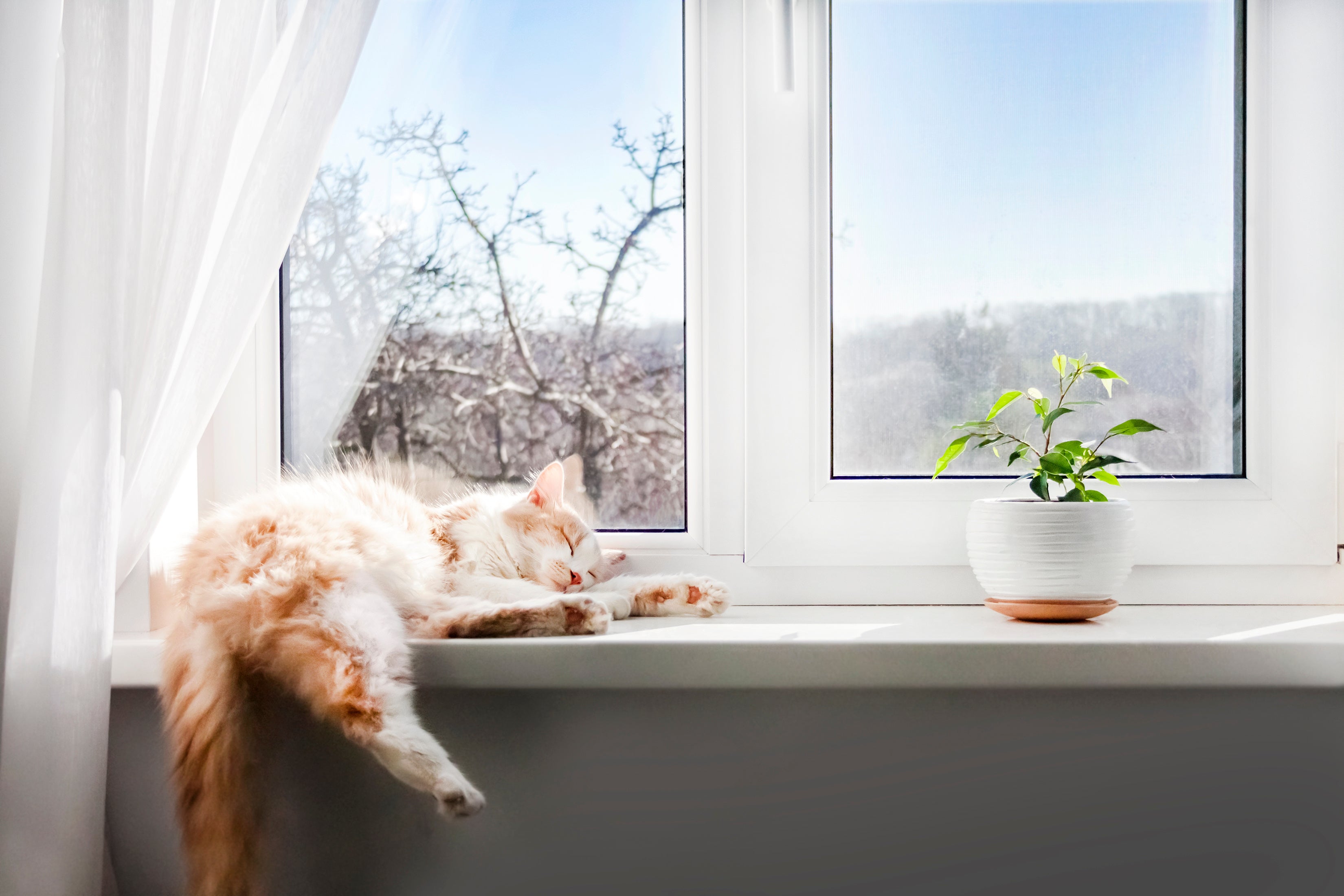 How Many Hours Does A Cat Sleep How Long Does A Cat Sleep Cat Daily how-many-hours-does-a-cat-sleep-how-long-does-a-cat-sleep-cat-daily