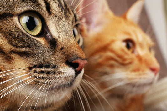 two cats
