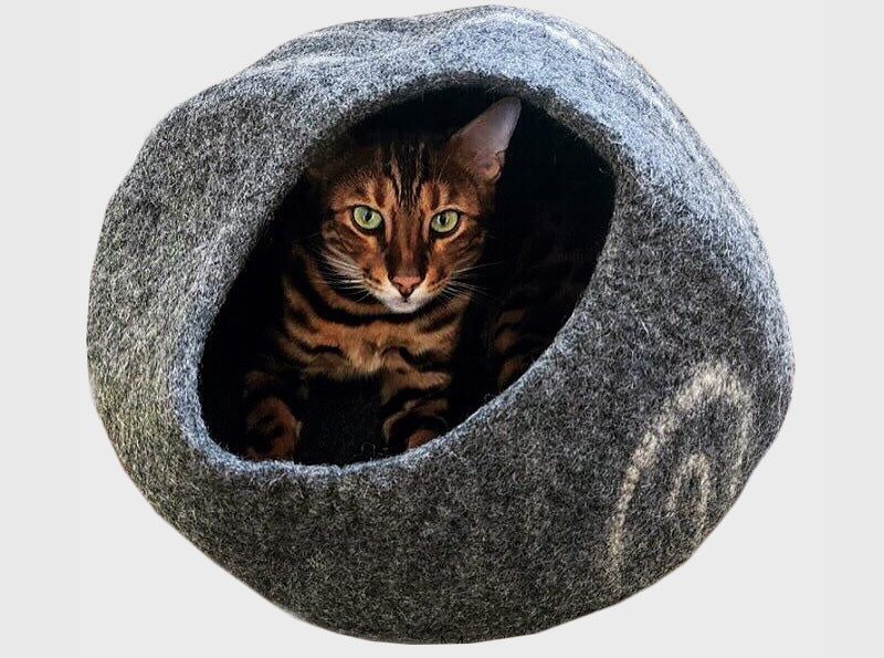 a cat sits in the meowfia cat cave