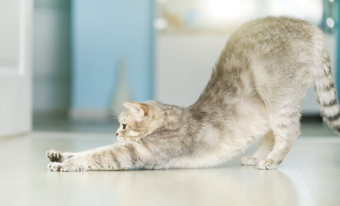 Cat yoga: Cool cat yoga pose & cat doing yoga - Meowfia lucky cat yoga –  MEOWFIA