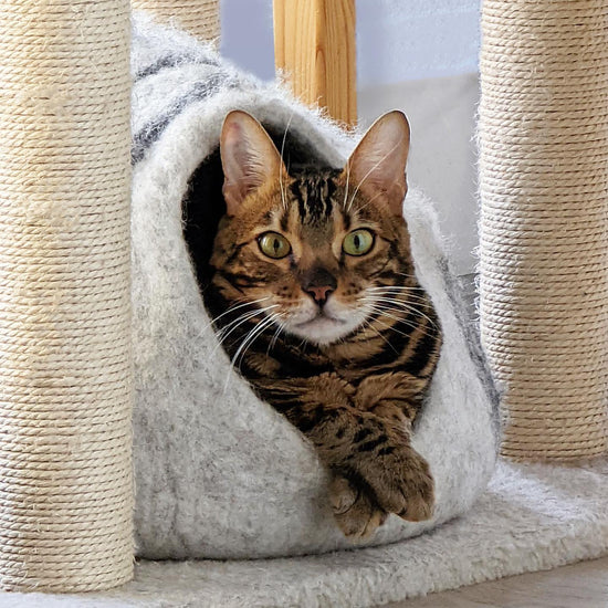 a cat sits in the cat bed cave 