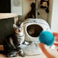 cat and cat cave with wool ball